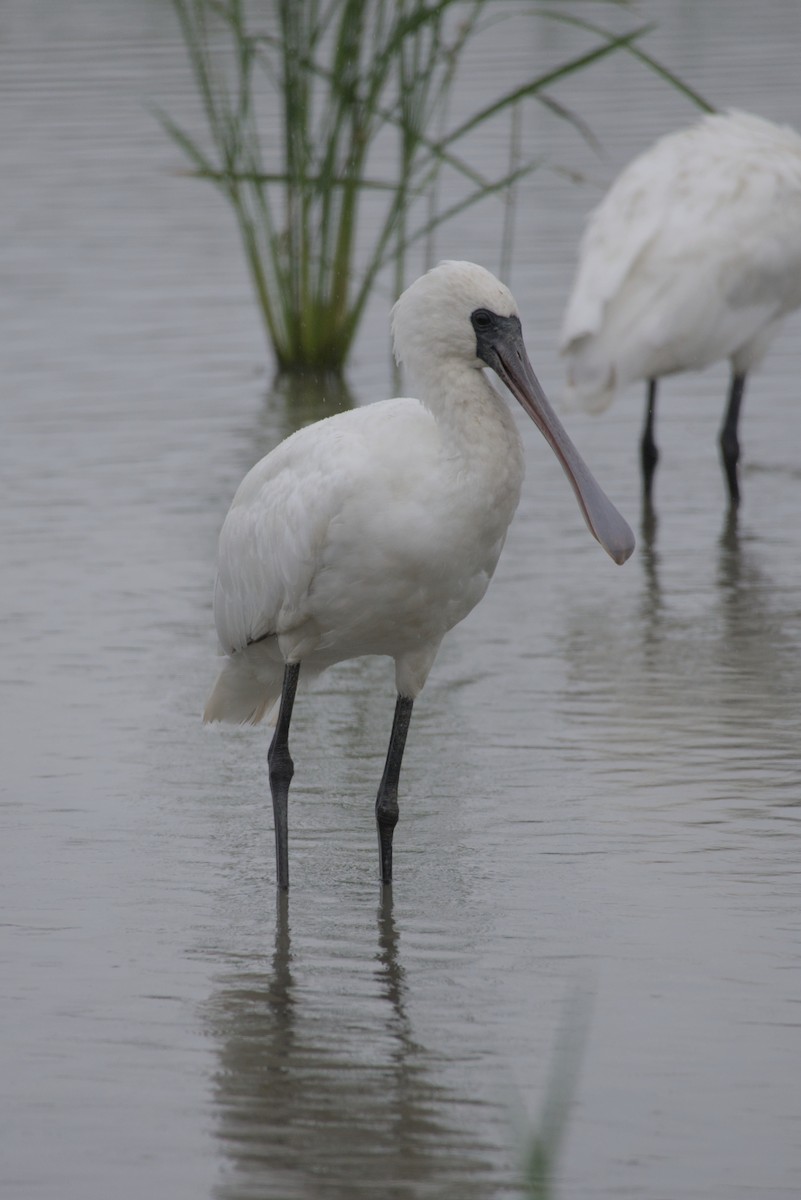 Black-faced Spoonbill - ML647814370