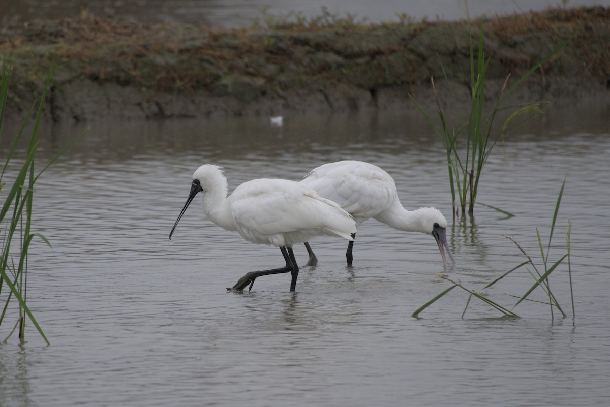 Black-faced Spoonbill - ML647814381
