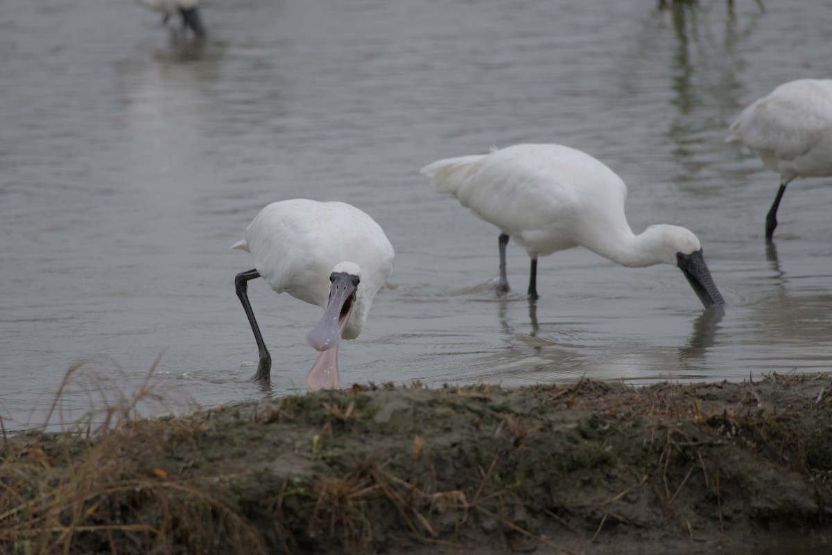 Black-faced Spoonbill - ML647814382