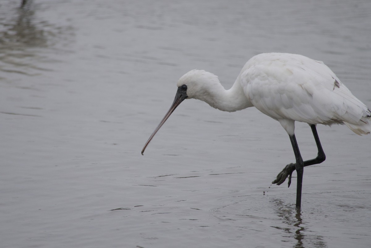 Black-faced Spoonbill - ML647814386