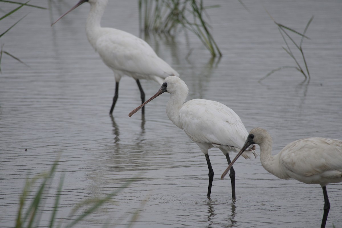 Black-faced Spoonbill - ML647814387