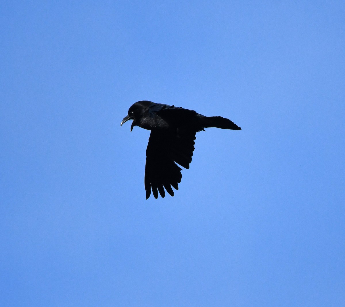 Common Raven - ML647814414
