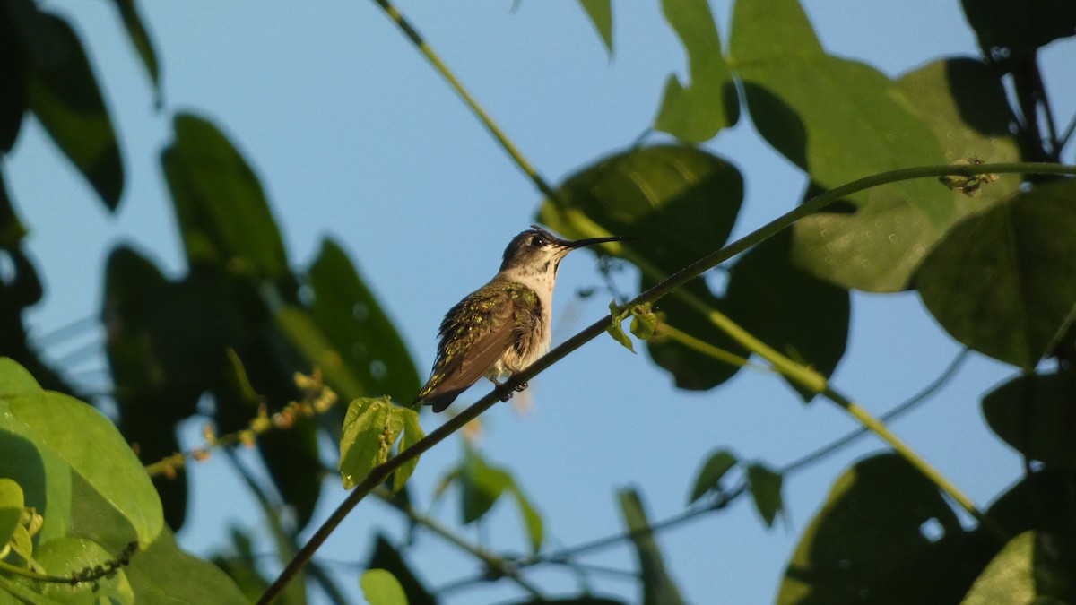 Рубиновогорлый колибри - ML647814416