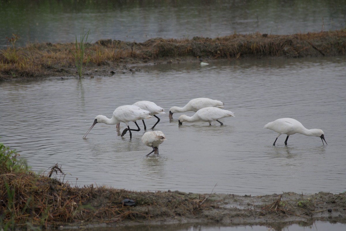 Black-faced Spoonbill - ML647814417
