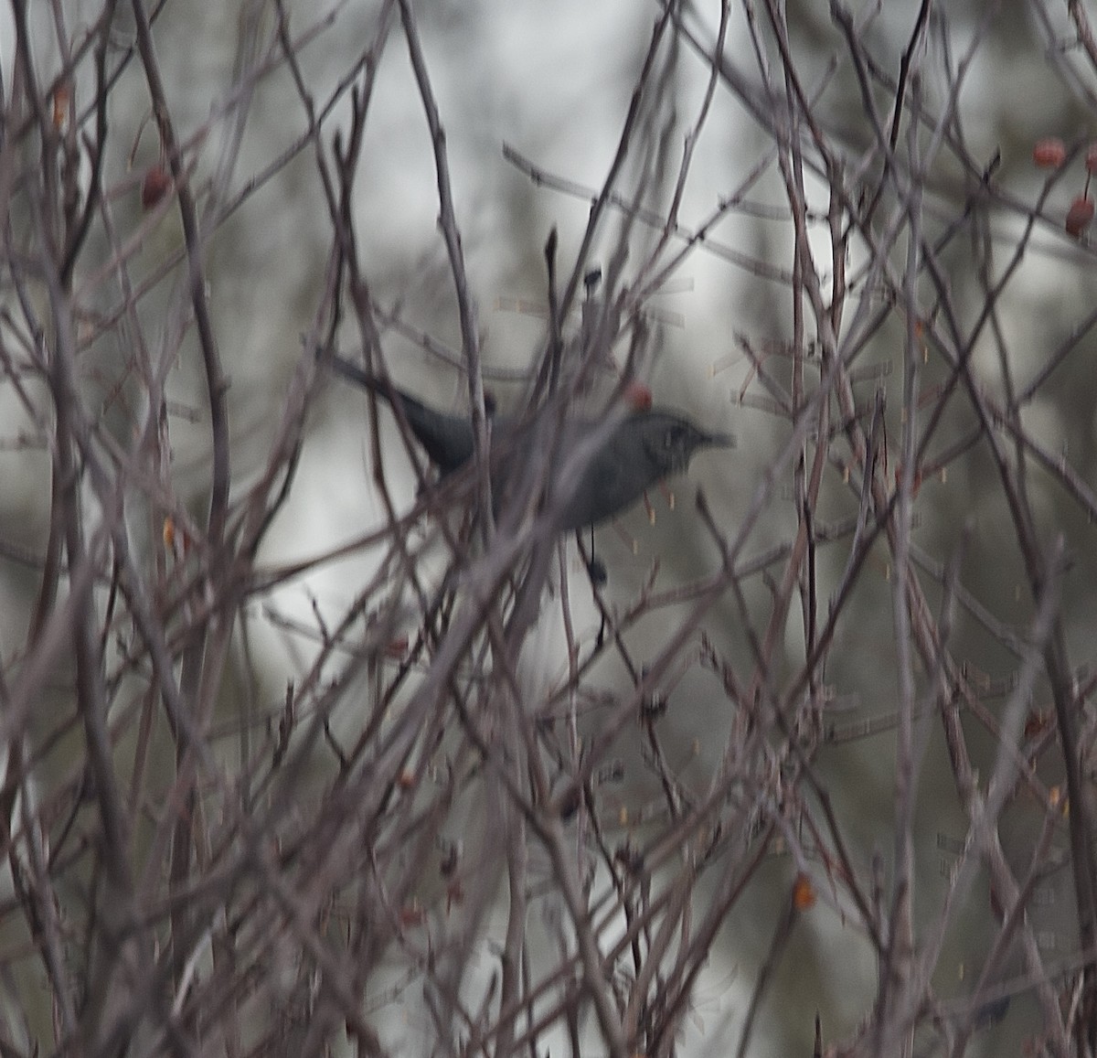 Gray Catbird - ML647814418