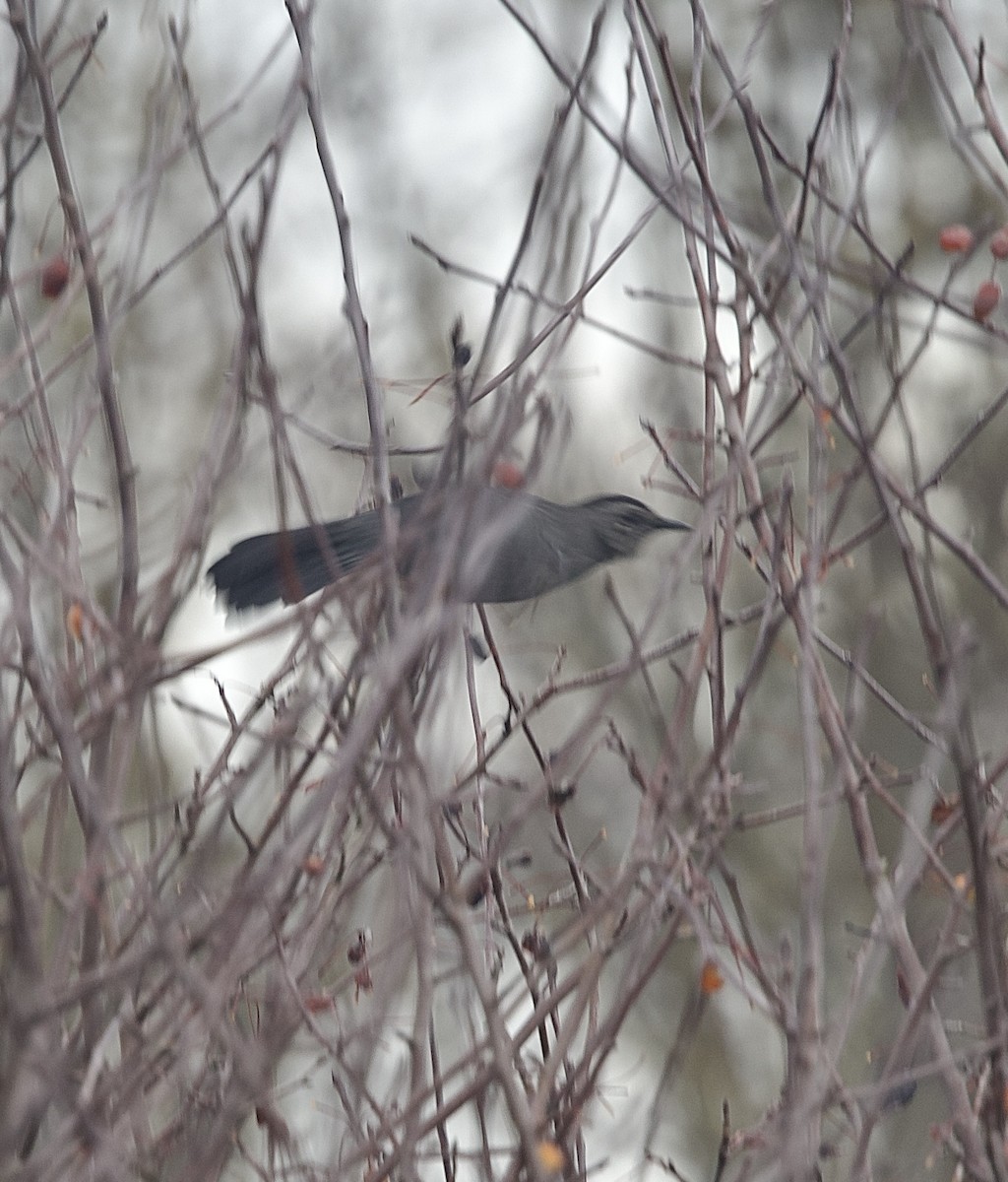 Gray Catbird - ML647814419