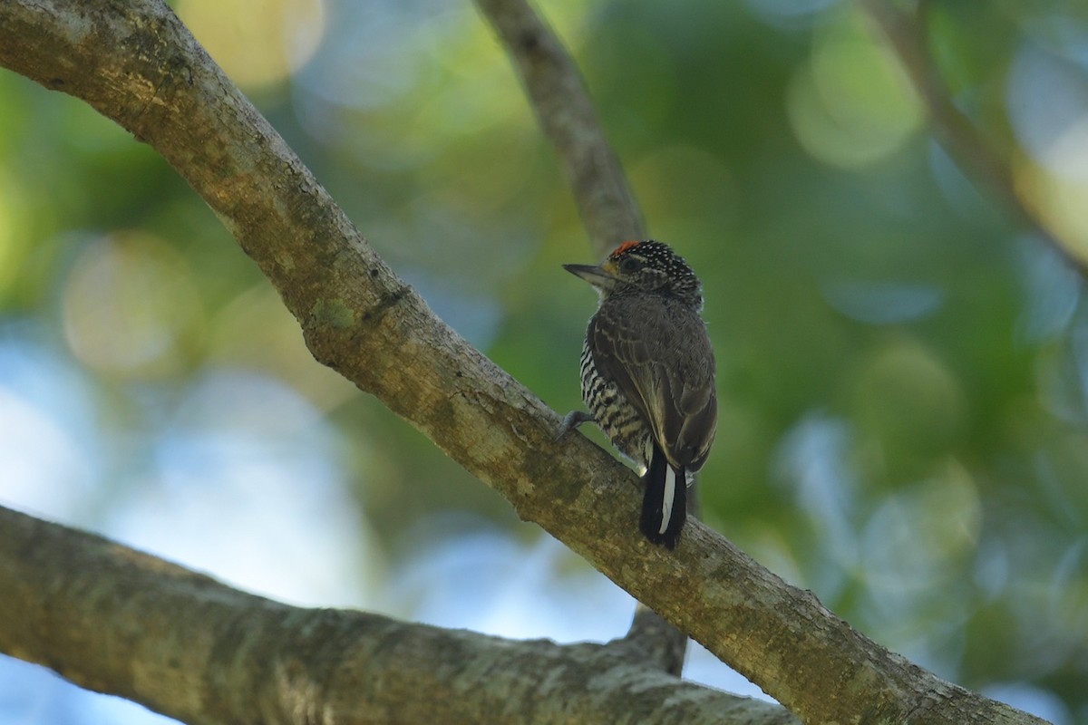 シロスジヒメキツツキ - ML647814420