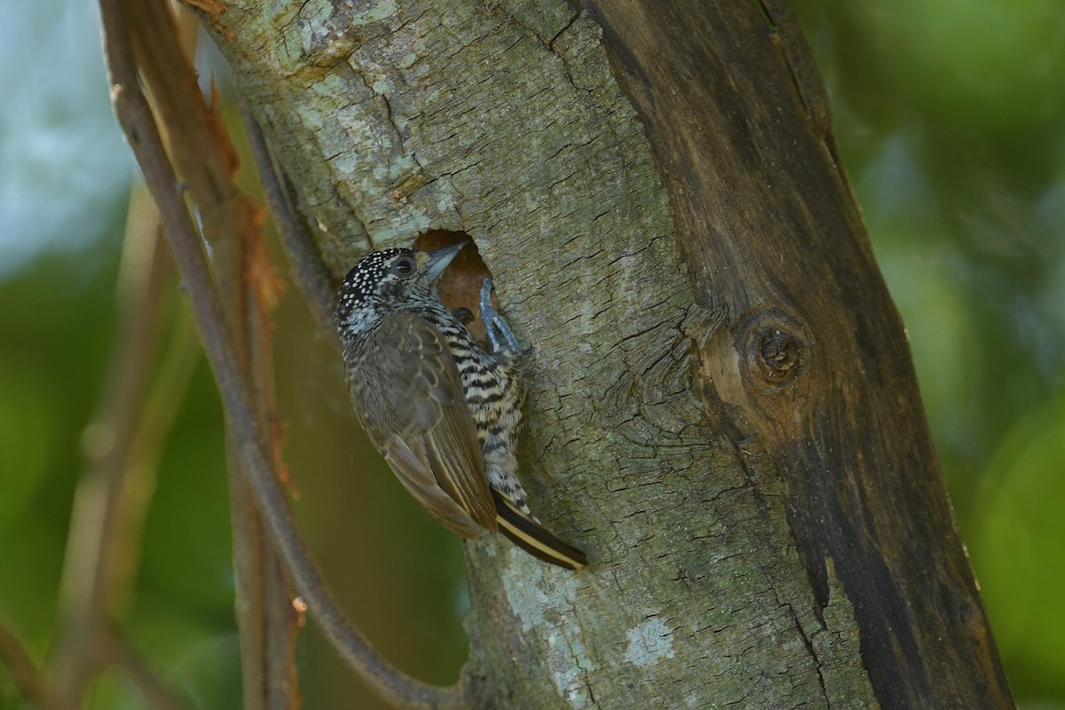 シロスジヒメキツツキ - ML647814421