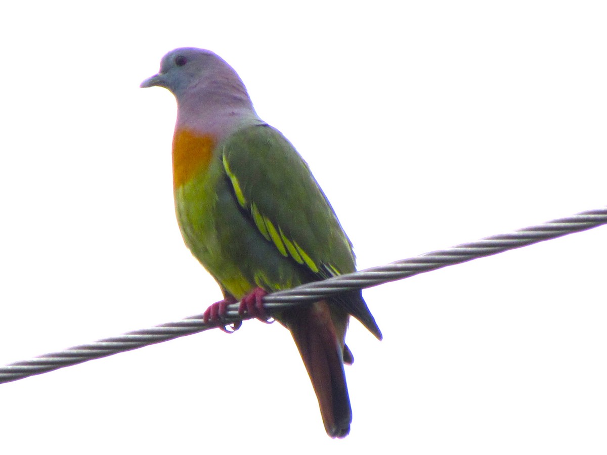 Pink-necked Green-Pigeon - ML647814427