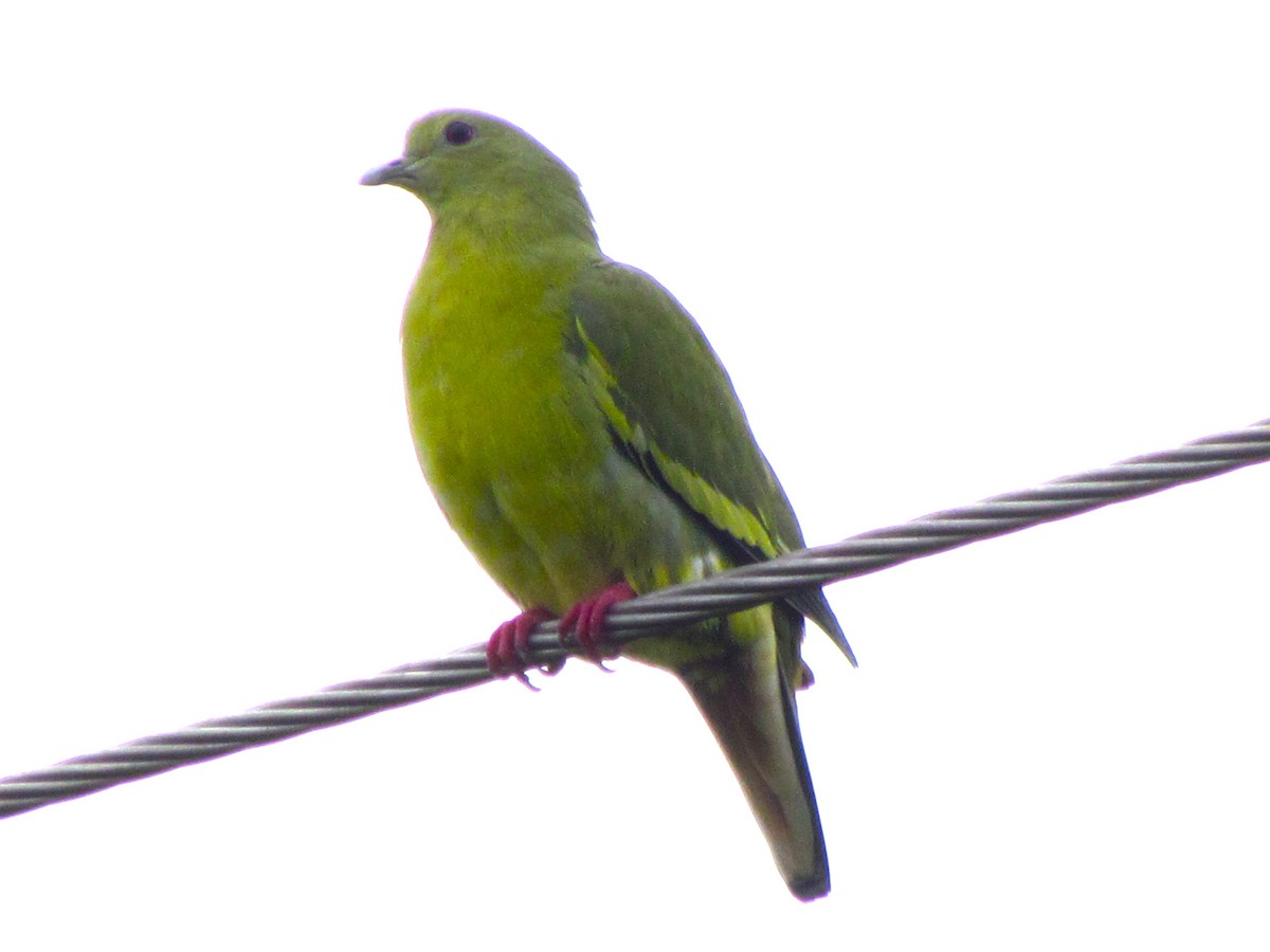 Pink-necked Green-Pigeon - ML647814430