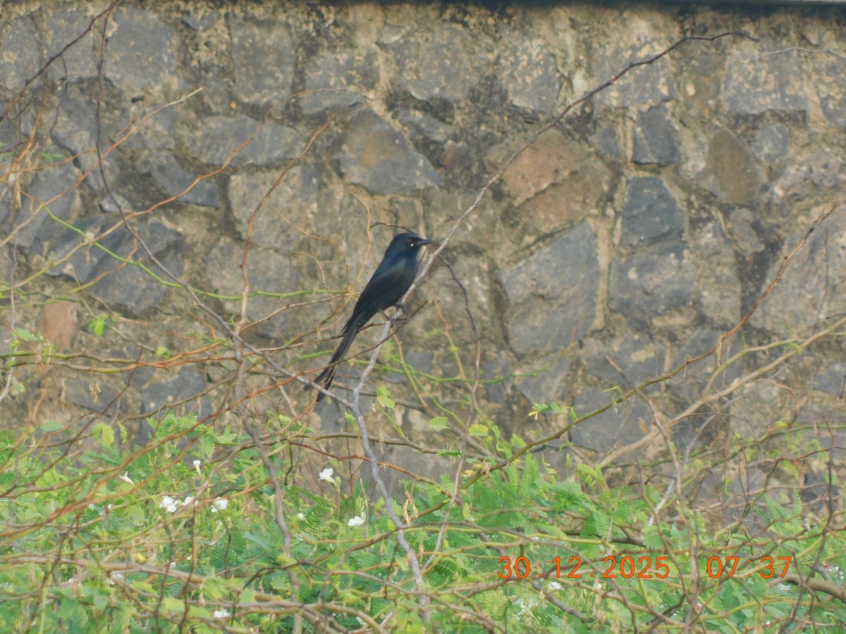 Black Drongo - ML647814431
