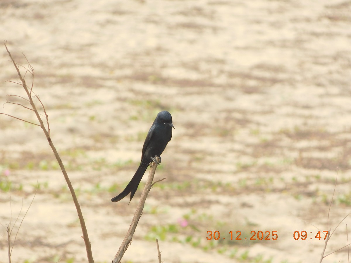 Black Drongo - ML647814432