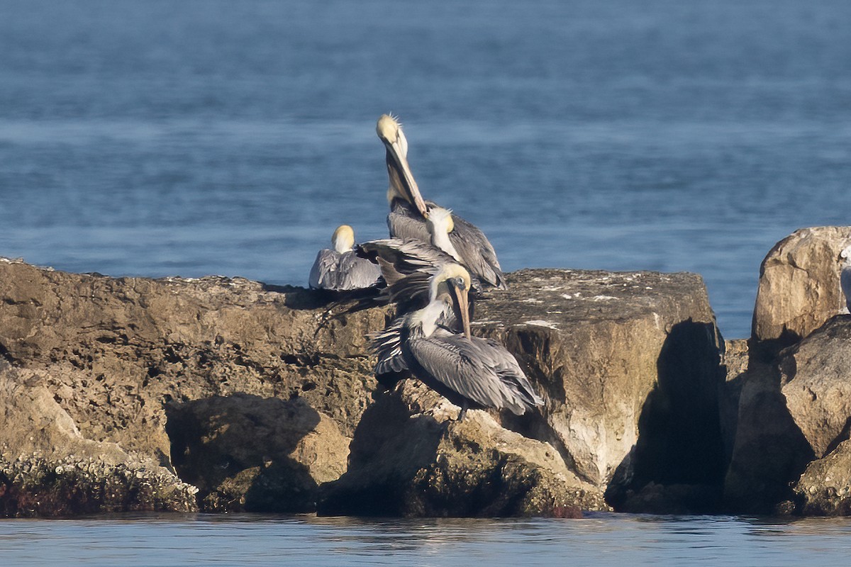 Brown Pelican - ML647814433