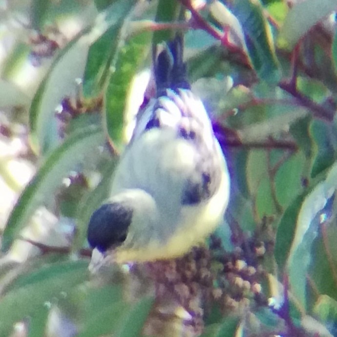 Lesser Goldfinch - ML647814434