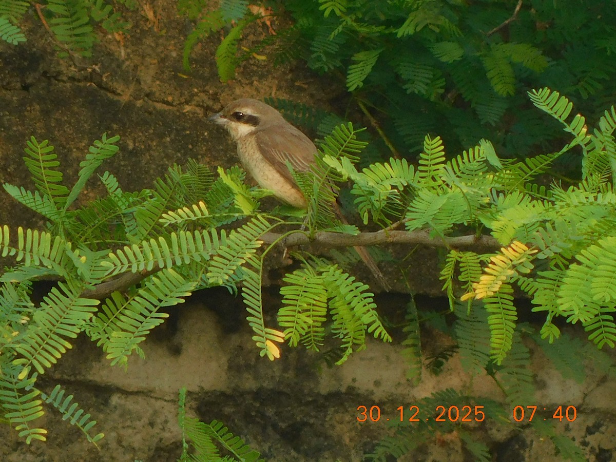 Brown Shrike - ML647814437