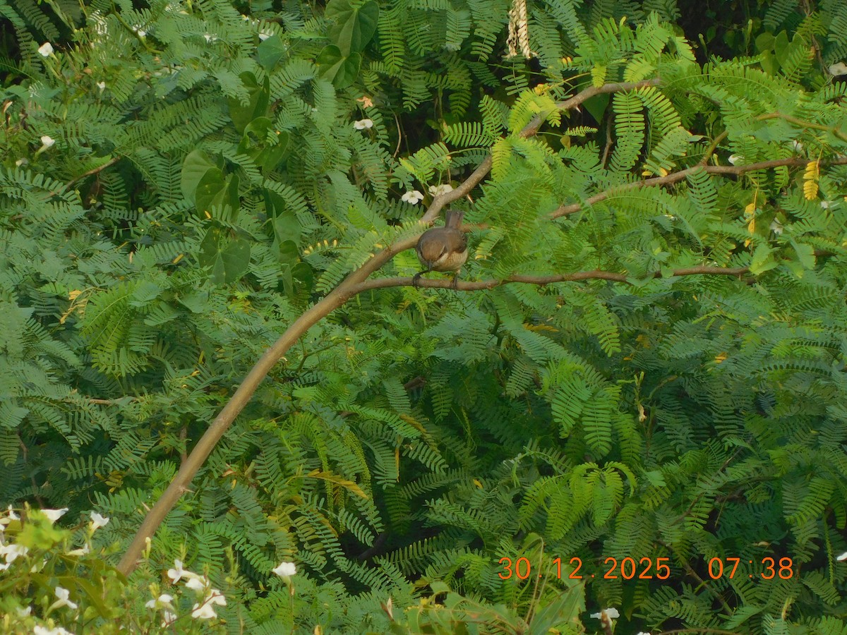 Brown Shrike - ML647814438