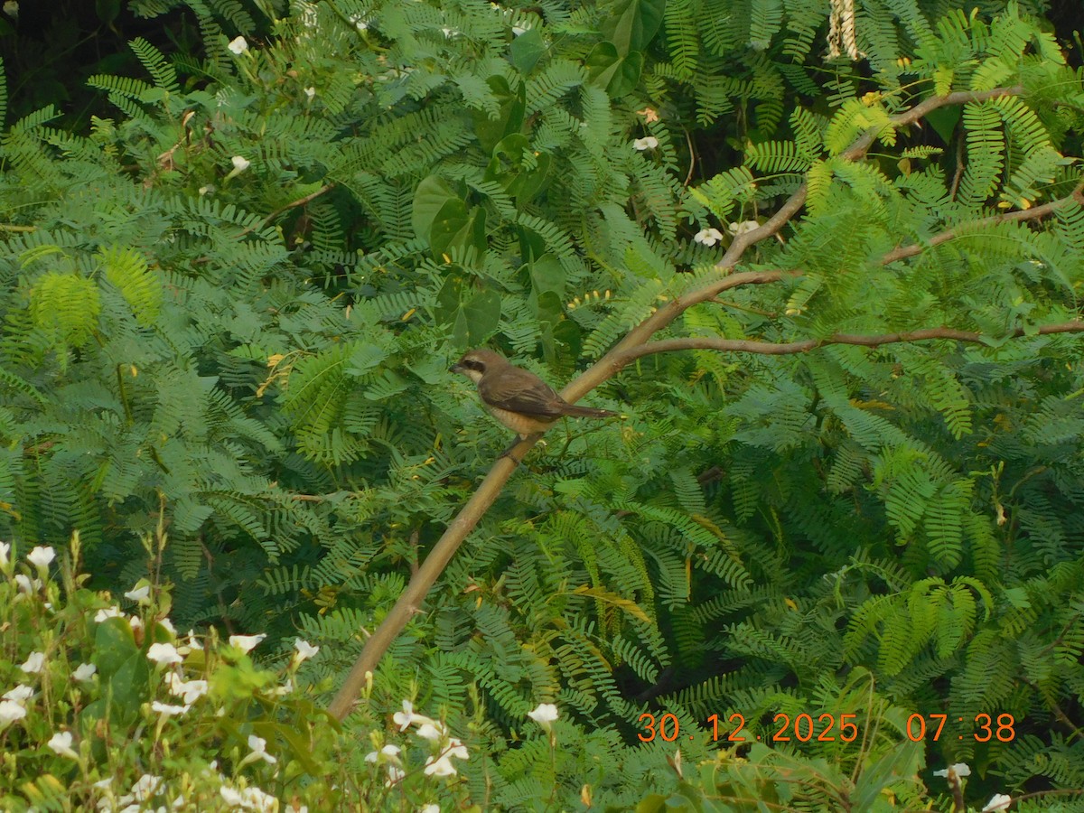 Brown Shrike - ML647814439