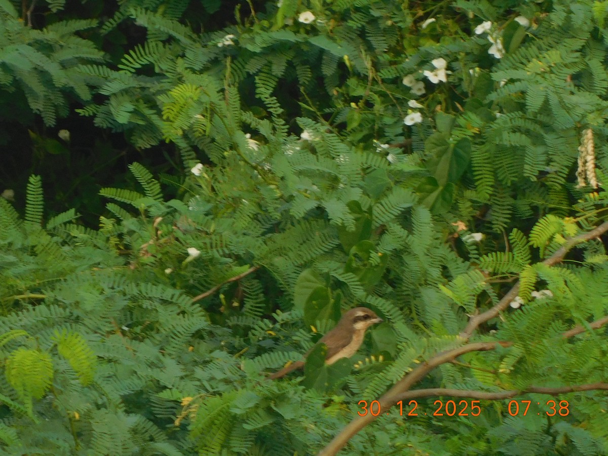 Brown Shrike - ML647814440