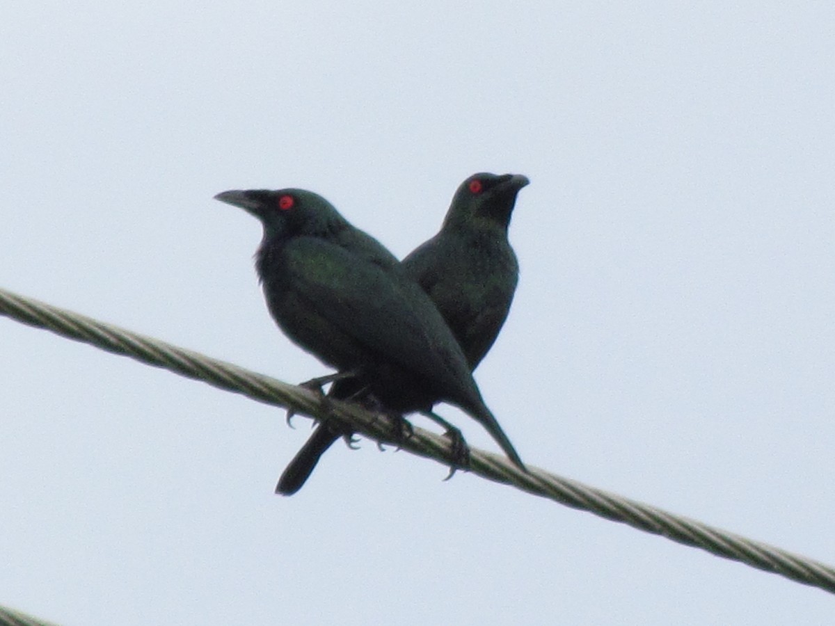 Asian Glossy Starling - ML647814441