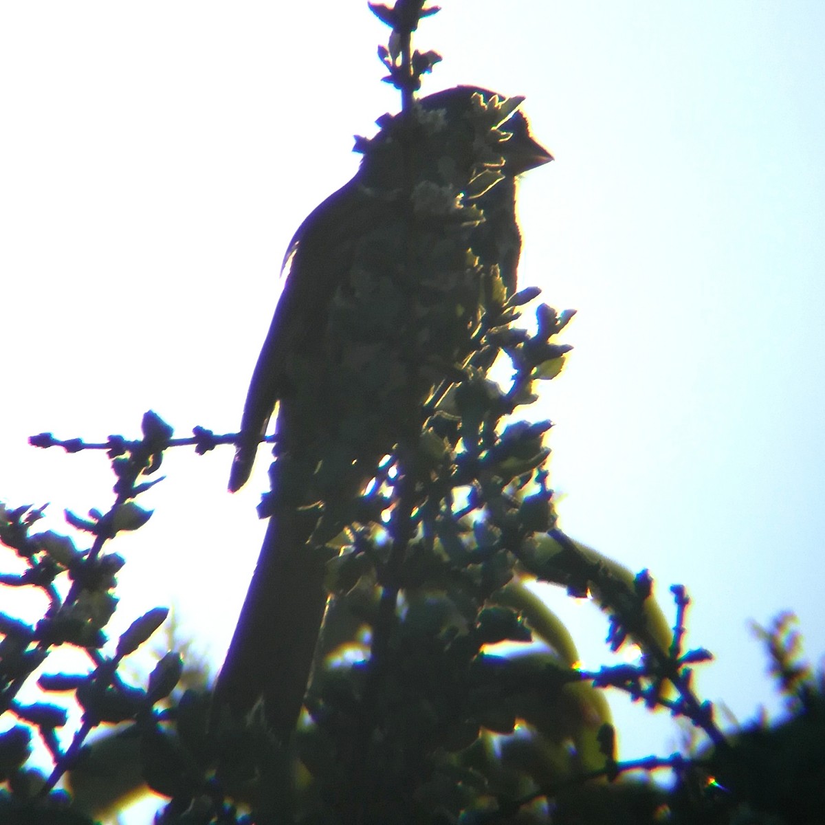 Fox Sparrow - ML647814444