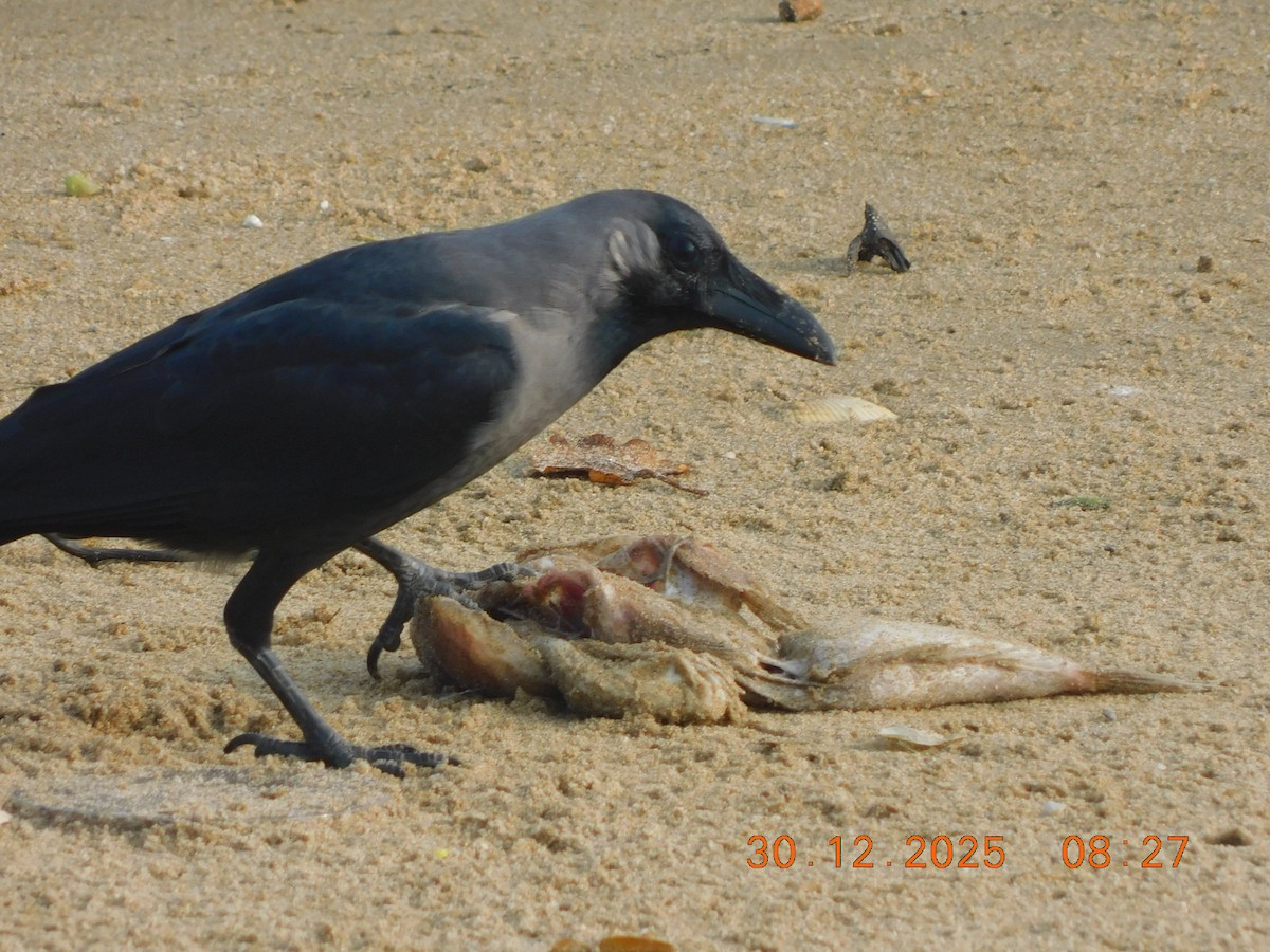 House Crow - ML647814445