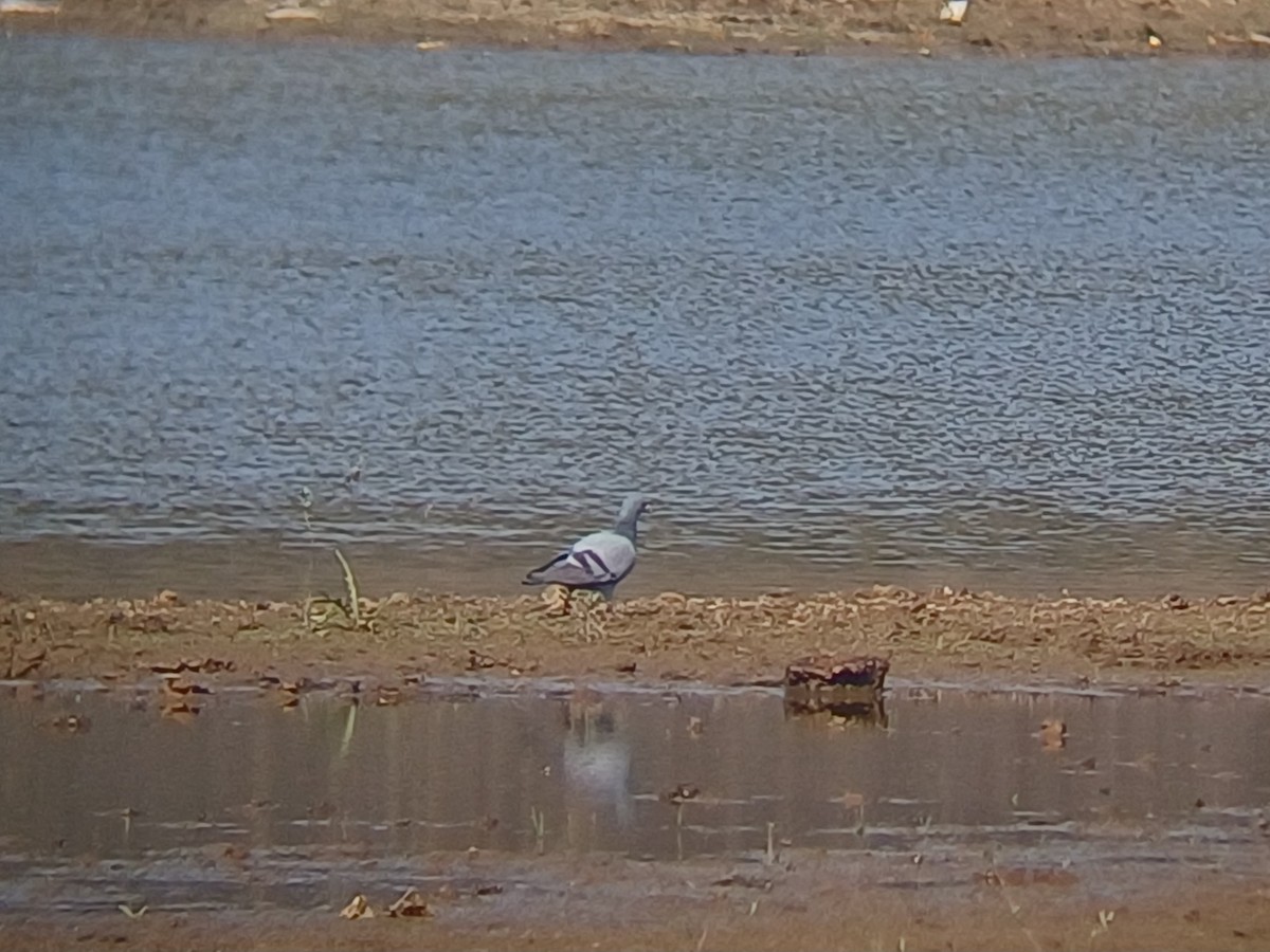 Rock Pigeon (Feral Pigeon) - ML647814446
