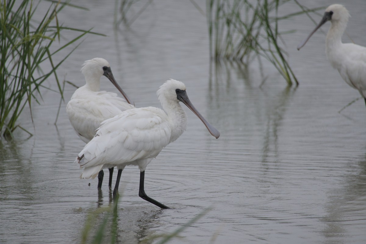Black-faced Spoonbill - ML647814447