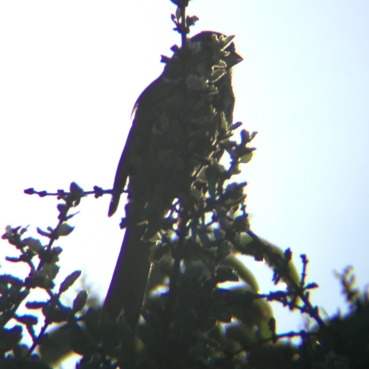 Fox Sparrow - ML647814448