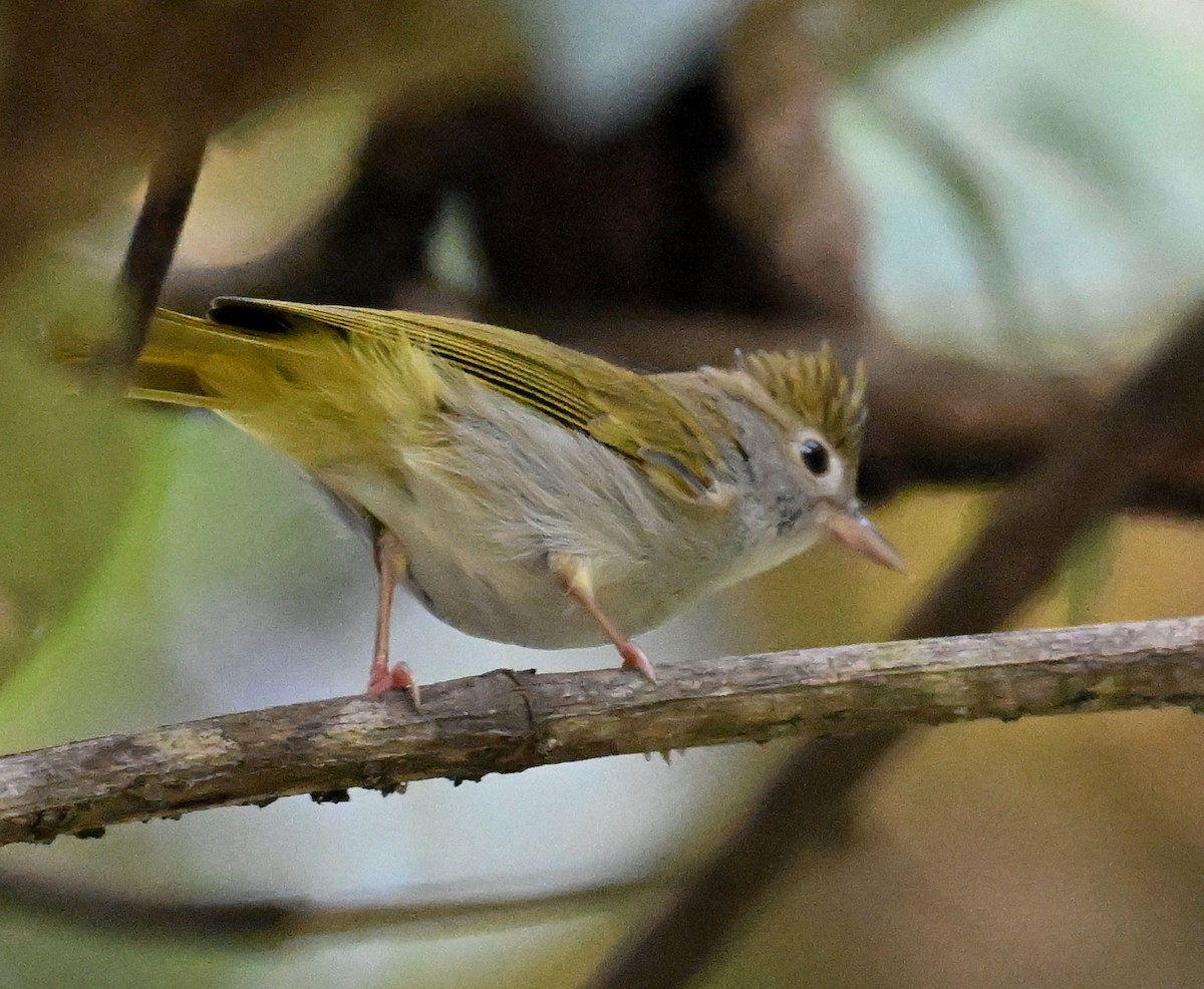 White-bellied Erpornis - ML647814449