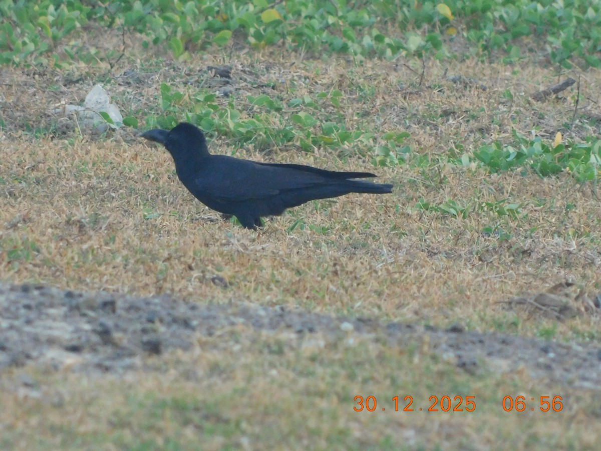 Large-billed Crow - ML647814450