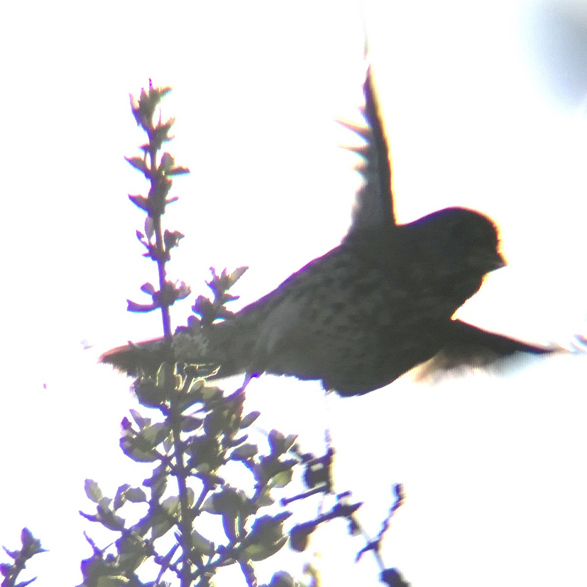 Fox Sparrow - ML647814451