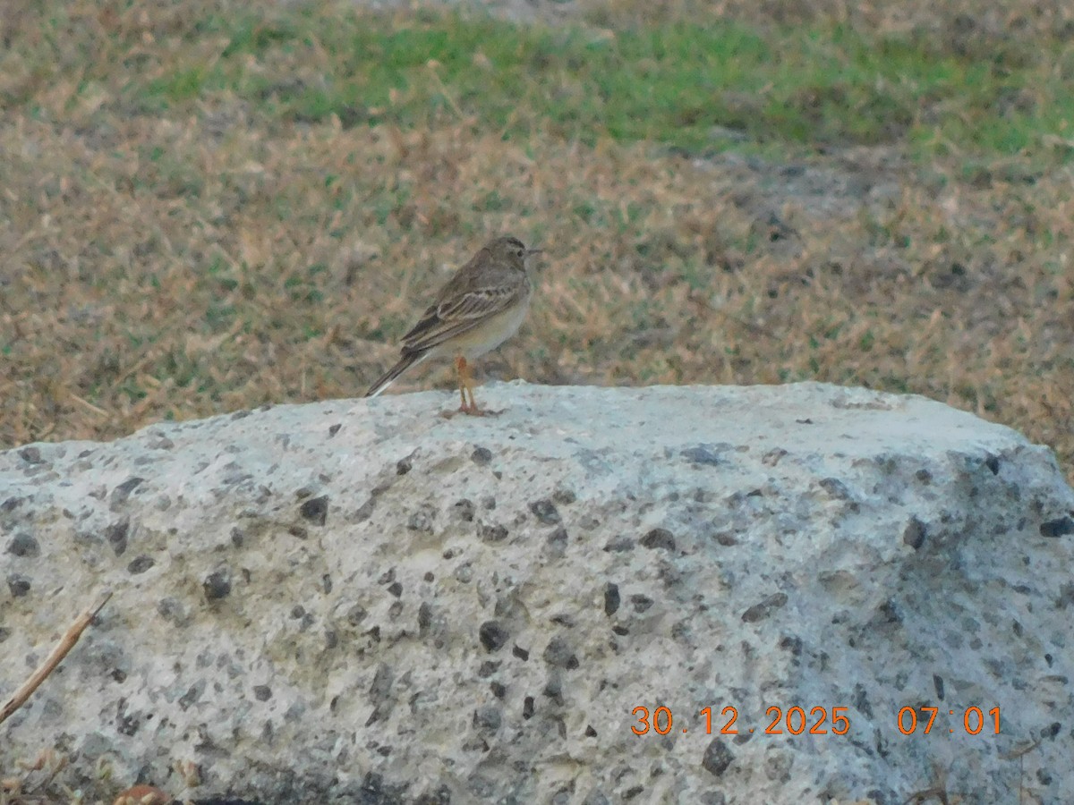 Jerdon's Bushlark - ML647814457