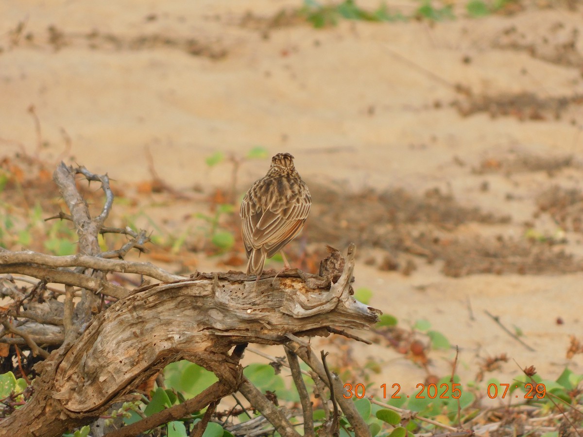 Jerdon's Bushlark - ML647814458
