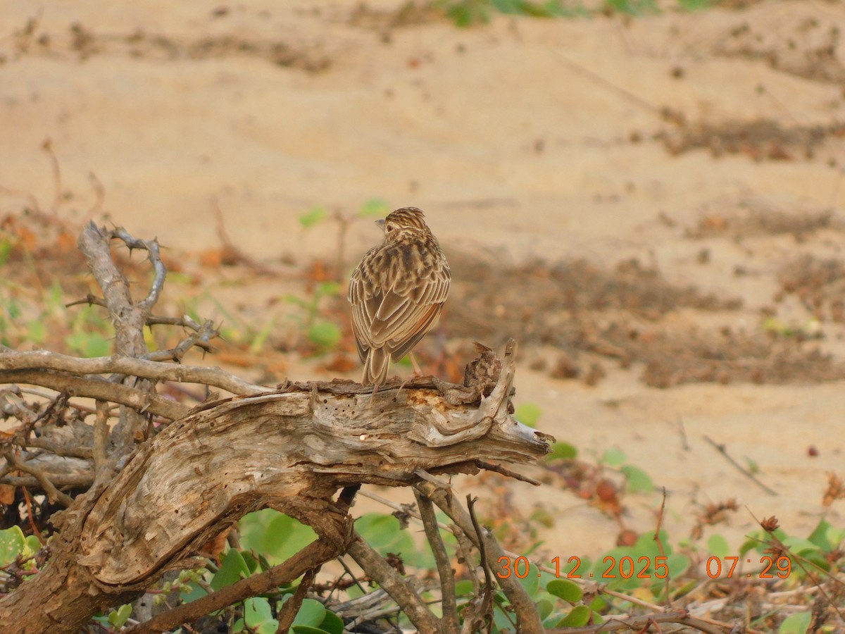 Jerdon's Bushlark - ML647814459