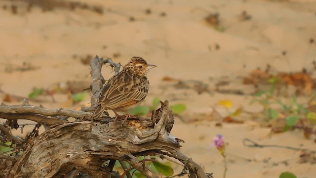 Jerdon's Bushlark - ML647814460