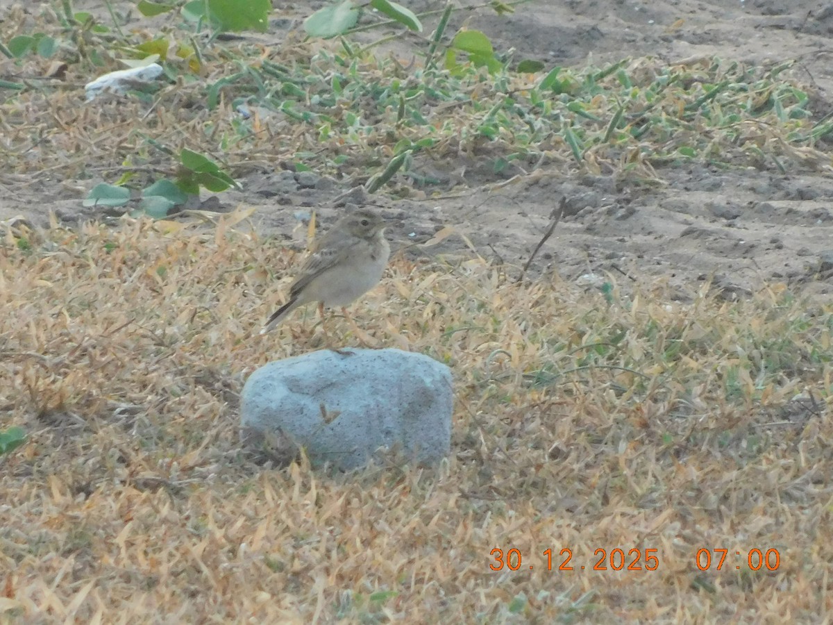 Jerdon's Bushlark - ML647814468