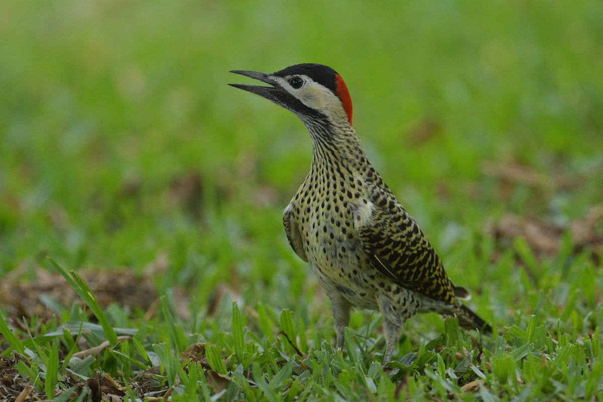 Carpintero Real - ML647814474