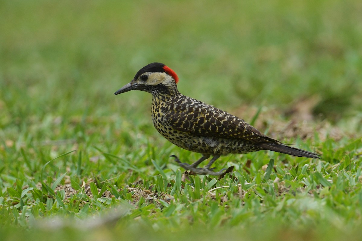 Carpintero Real - ML647814475