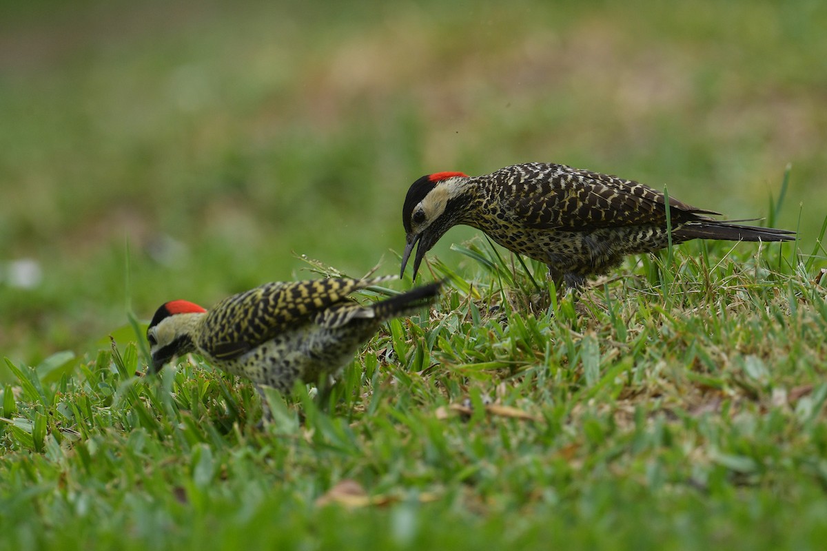 Carpintero Real - ML647814476