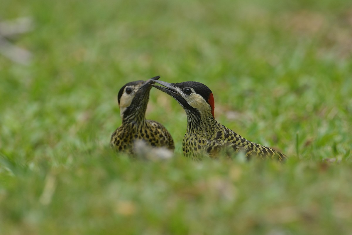 Carpintero Real - ML647814478