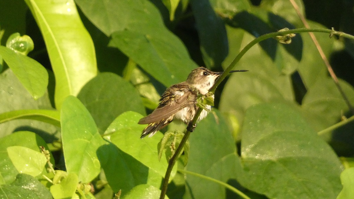 Рубиновогорлый колибри - ML647814480