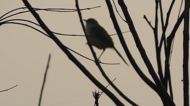 Plain Prinia - ML647814485