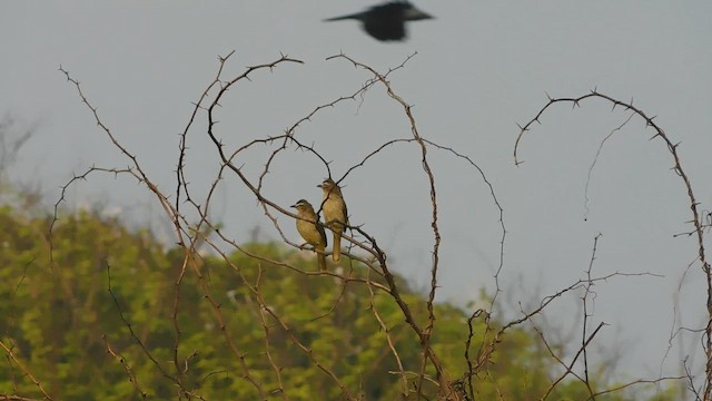 White-browed Bulbul - ML647814508