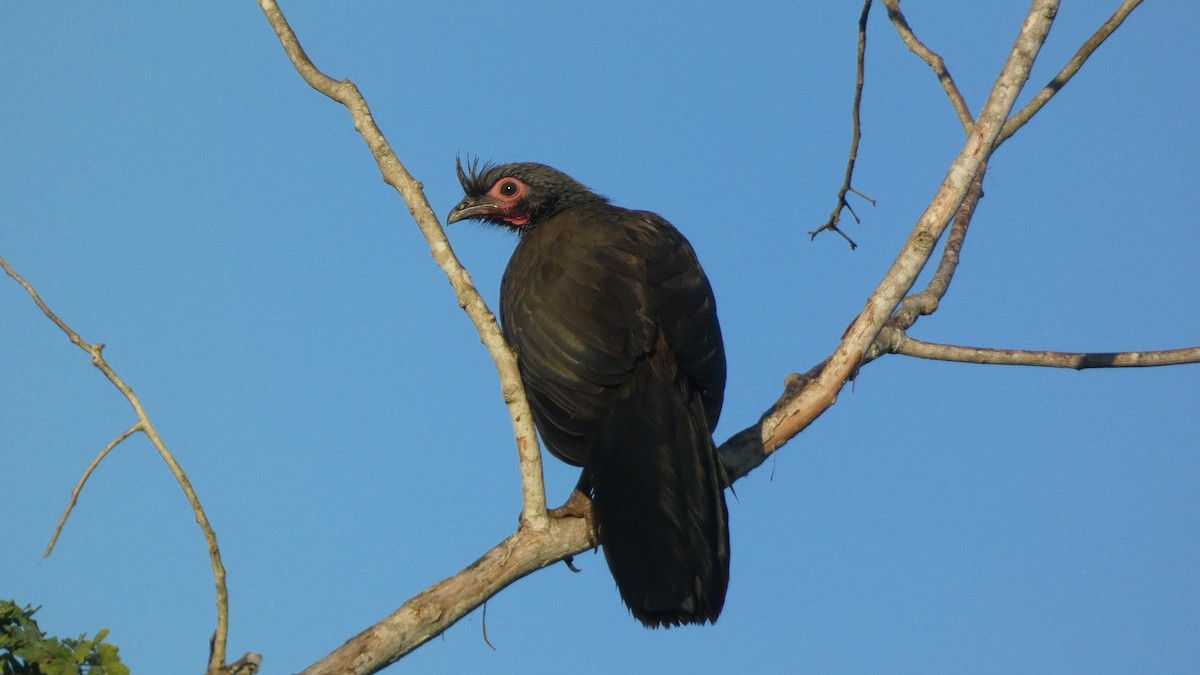 Rufous-bellied Chachalaca - ML647814510