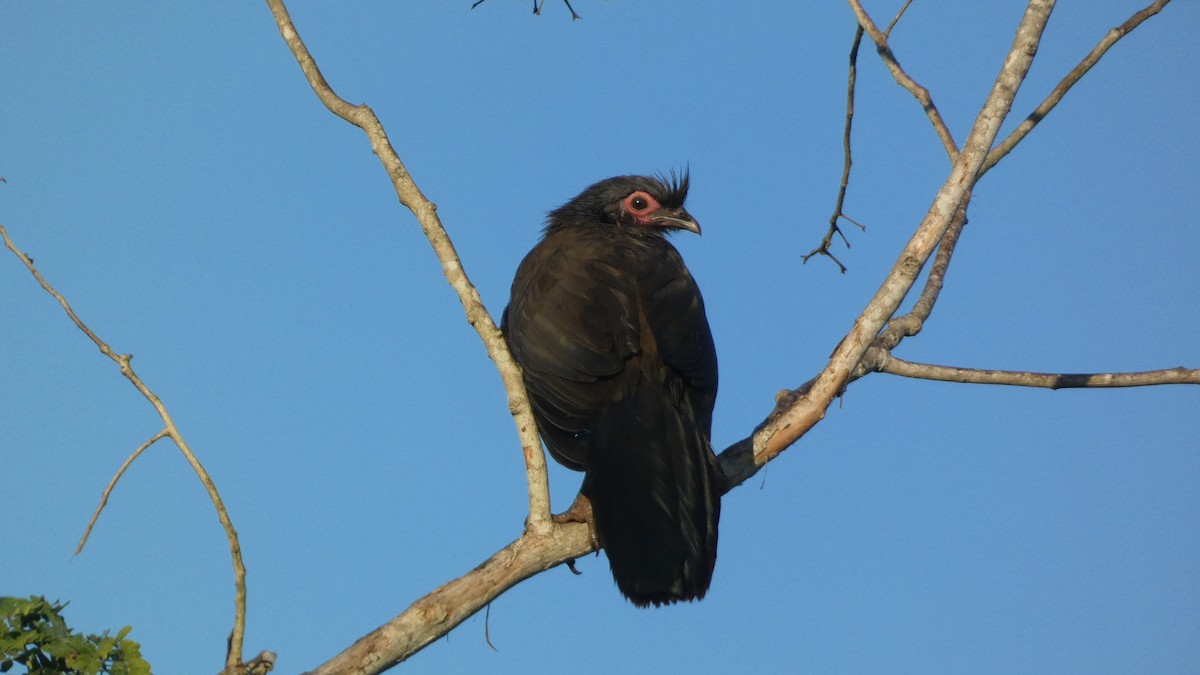 Rufous-bellied Chachalaca - ML647814511