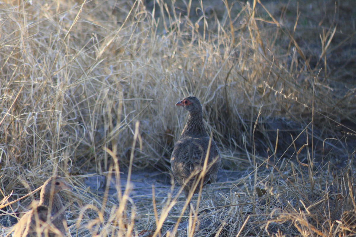 Swainson's Spurfowl - ML647814527