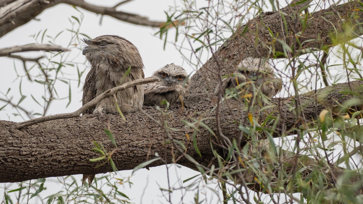 Tawny Frogmouth - ML647814531