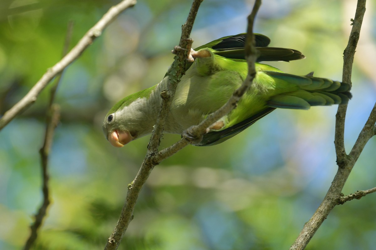 Калита сіроволий - ML647814546