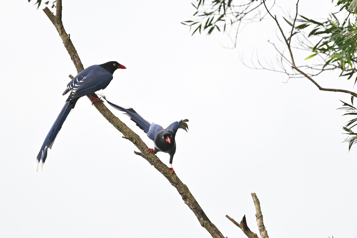 Taiwan Blue-Magpie - ML647814580
