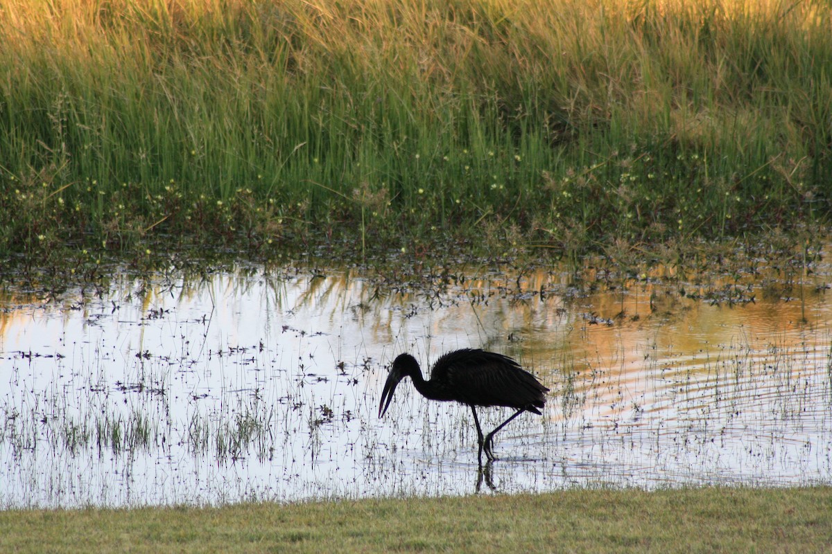 African Openbill - ML647814590